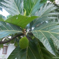 Artocarpus camansi Blanco